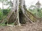 amazonie equateur